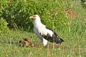 Why Uganda Is Quietly the Greatest Birding Destination Why Uganda Is Quietly the Greatest Birding Destination