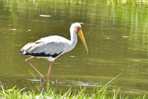 Discover Why Queen Elizabeth National Park Is Africa’s Discover Why Queen Elizabeth National Park Is Africa’s