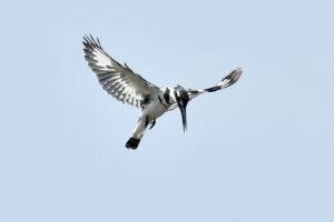 The Ultimate Guide to Birding in Uganda: Africa Hidden Gem The Ultimate Guide to Birding in Uganda: Africa Hidden Gem