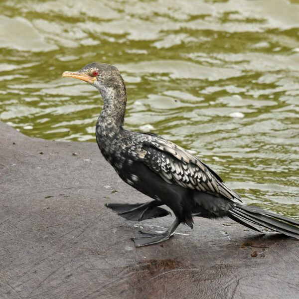The Ultimate Guide to Birding in Uganda: Africa Hidden Gem