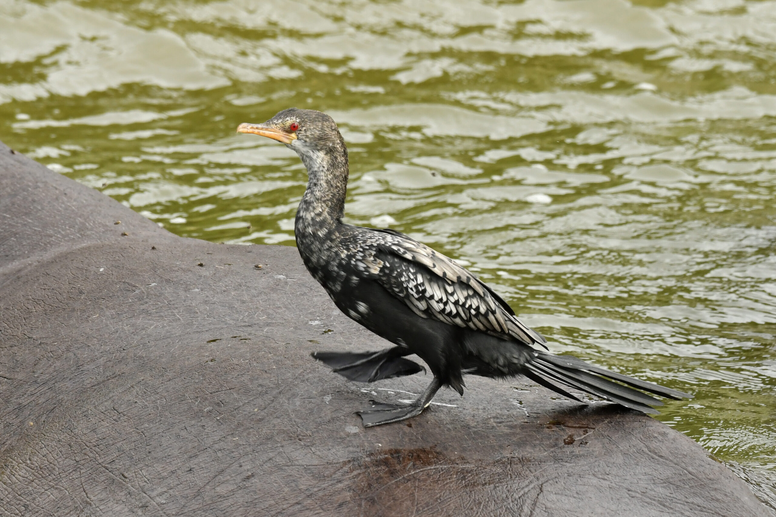 The Ultimate Guide to Birding in Uganda: Africa Hidden Gem Uganda vs Kenya vs Tanzania: Which Is Africa’s Best