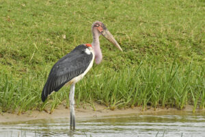 Why Uganda Is Quietly the Greatest Birding Destination Why Uganda Is Quietly the Greatest Birding Destination