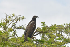 The Ultimate Guide to Birding in Uganda: Africa Hidden Gem The Ultimate Guide to Birding in Uganda: Africa Hidden Gem
