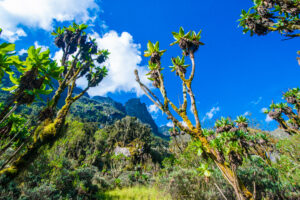Best time to Visit Best time to visit Uganda & Rwanda for wildlife