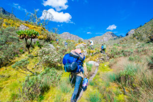Top Safari Experiences for Adventure Lovers: