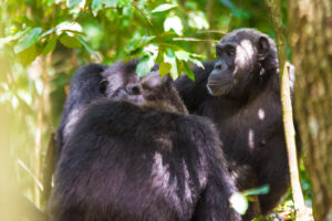 How Uganda Saved Its Gorillas While the World Was Losing How Uganda Saved Its Gorillas While the World Was Losing