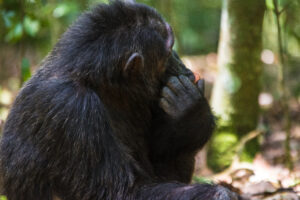 Do Mountain Gorillas Have Predators? The Answer May Surprise Do Mountain Gorillas Have Predators? The Answer May Surprise