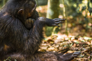Gorilla and Chimpanzee Safari Uganda: The Ultimate Gorilla and Chimpanzee Safari Uganda: The Ultimate