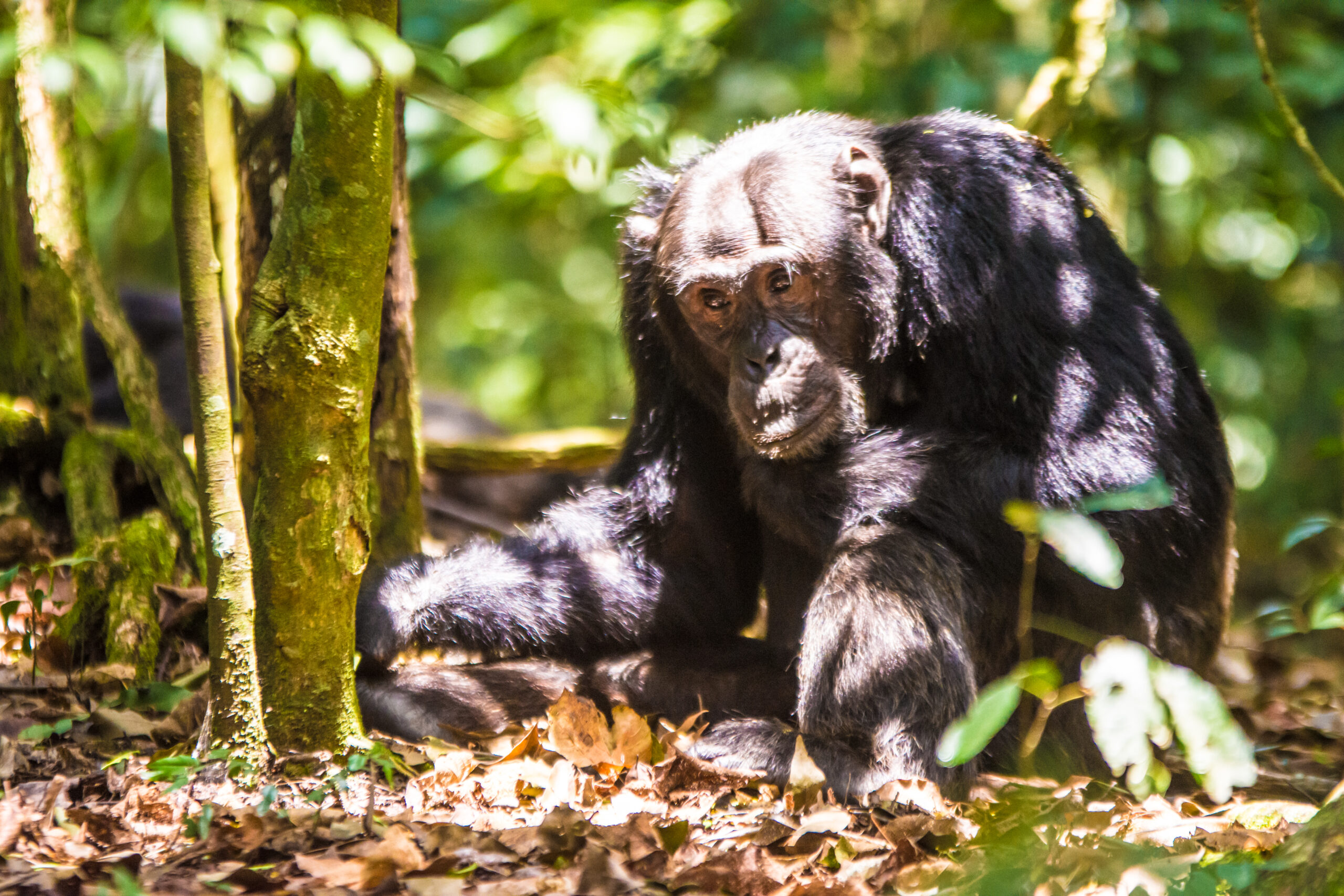 Gorilla vs Ape: What Is the Difference? A Complete Guide