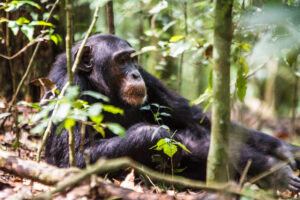 Family Safari Murchison Falls: The Ultimate Guide Family Safari Murchison Falls: The Ultimate Guide