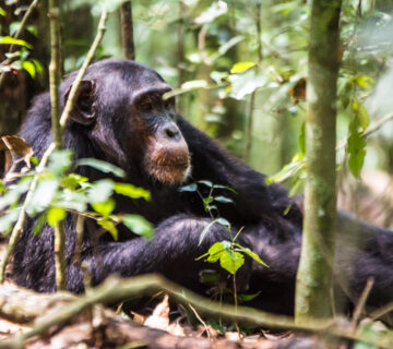 Family Safari Murchison Falls: The Ultimate Guide