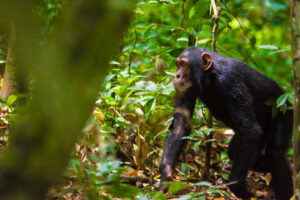 Chimpanzee Trekking Packages Uganda: The Ultimate Guide