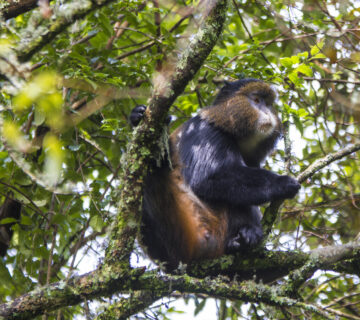 25+ Golden Monkey Facts Most People Do Not Know