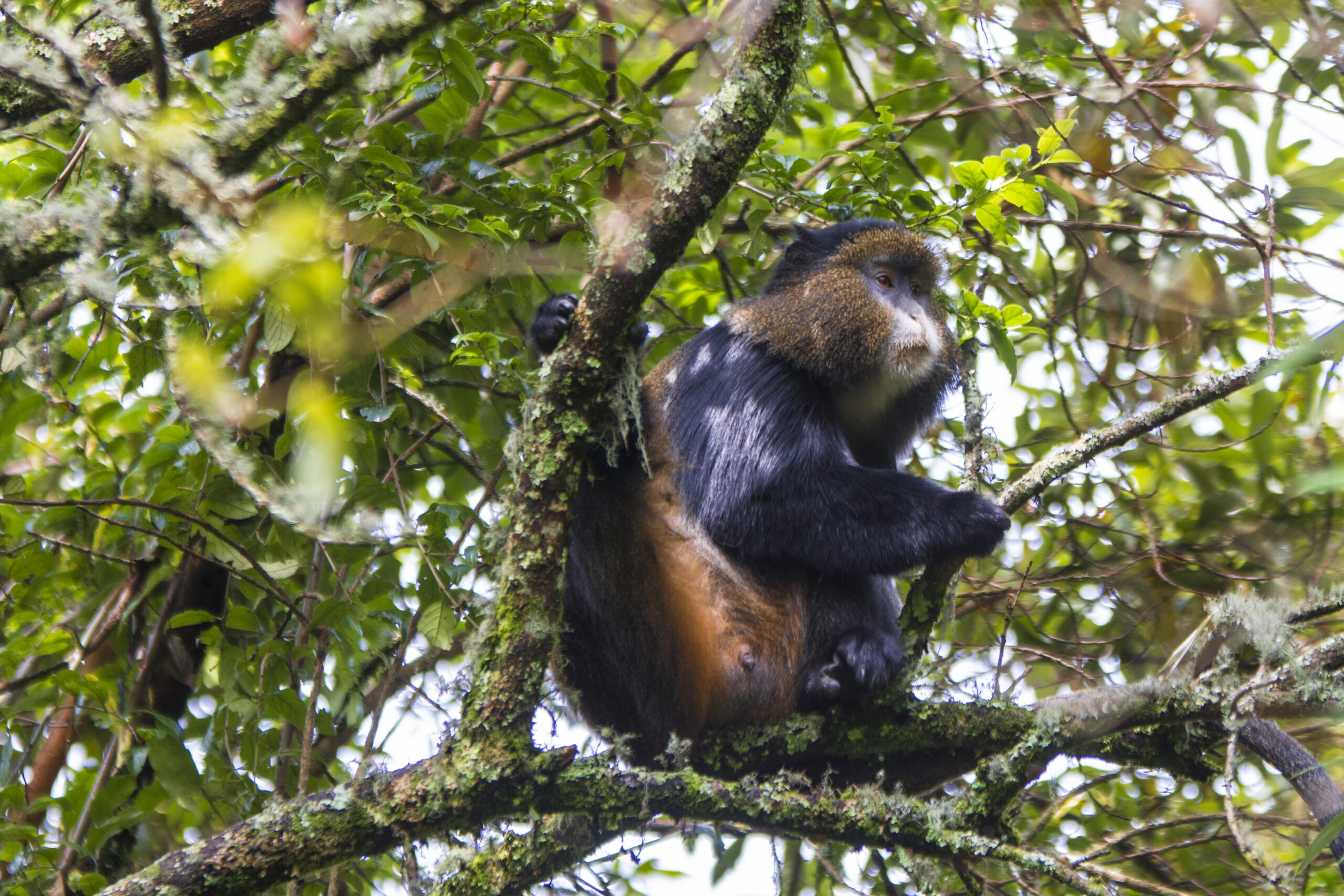 25+ Golden Monkey Facts Most People Do Not Know 25+ Golden Monkey Facts Most People Do Not Know