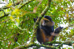 25+ Golden Monkey Facts Most People Do Not Know 25+ Golden Monkey Facts Most People Do Not Know