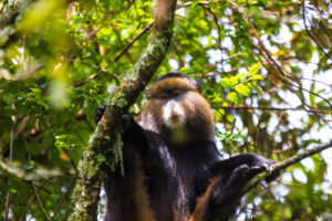 Inside Volcanoes National Park: Rwanda Jaw-Dropping Inside Volcanoes National Park: Rwanda Jaw-Dropping