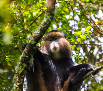 What Do Monkeys Eat? A Complete Guide to Their Diet