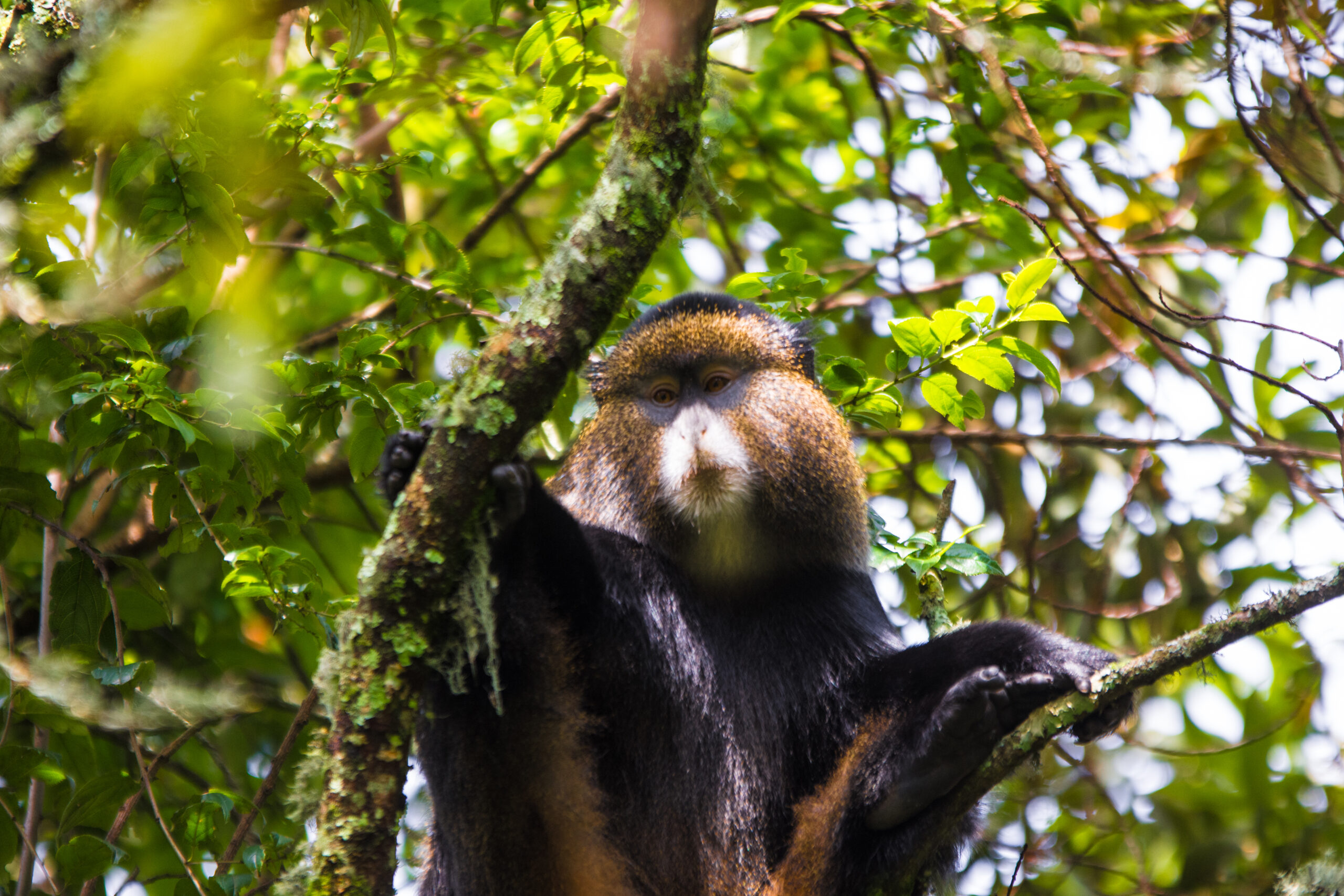 What Do Monkeys Eat? A Complete Guide to Their Diet What Do Monkeys Eat? A Complete Guide to Their Diet