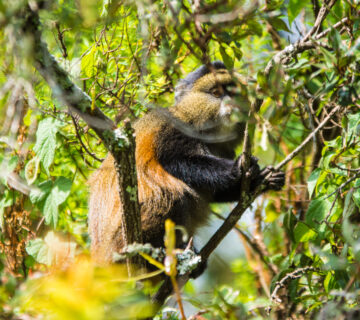 Can Monkeys Swim? A Simple Guide to Monkey Swimming