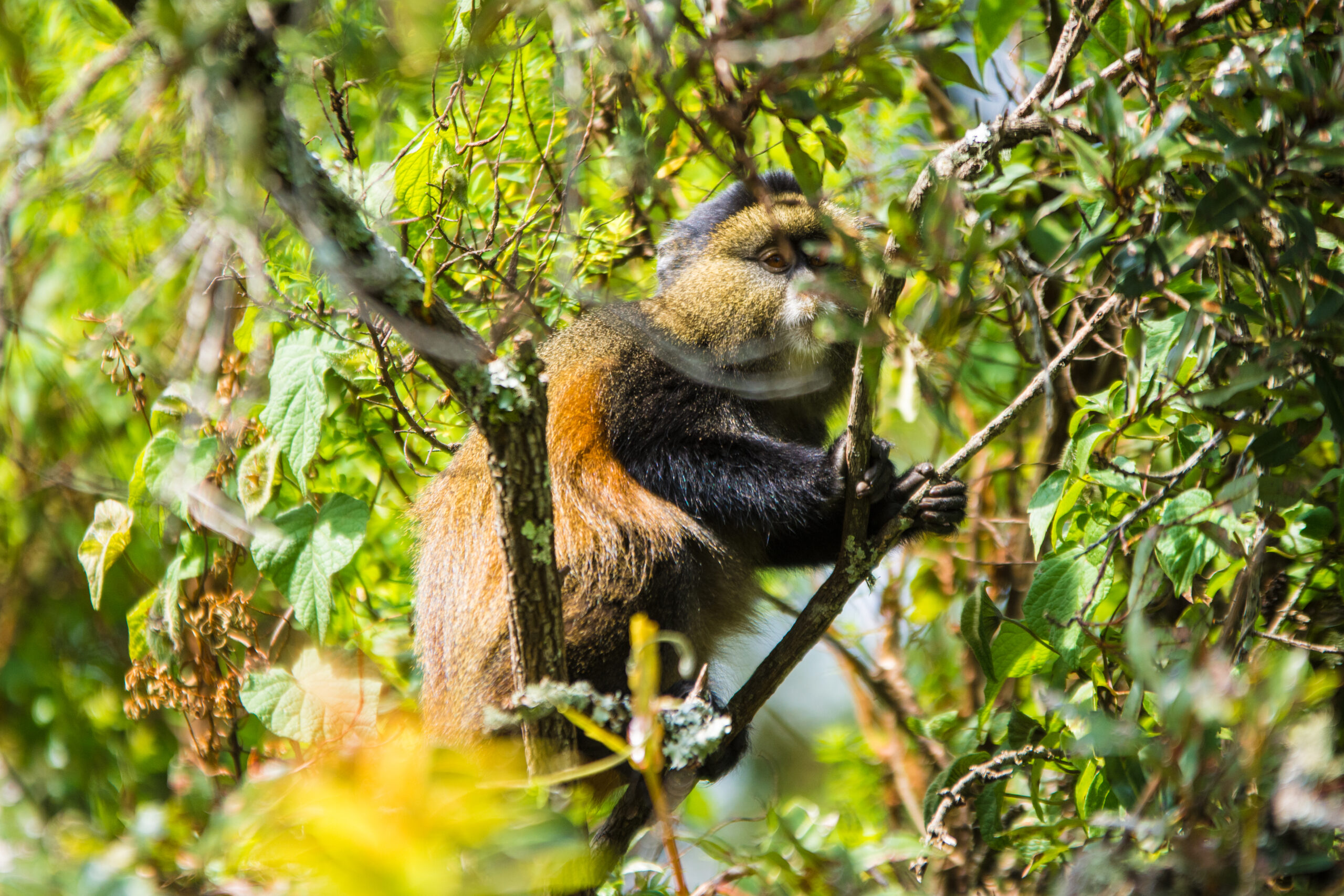 Can Monkeys Swim? A Simple Guide to Monkey Swimming Can Monkeys Swim? A Simple Guide to Monkey Swimming