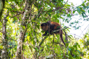 25+ Golden Monkey Facts Most People Do Not Know 25+ Golden Monkey Facts Most People Do Not Know