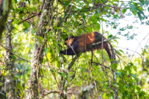 25+ Golden Monkey Facts Most People Do Not Know 25+ Golden Monkey Facts Most People Do Not Know
