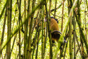 How to Plan the Perfect Rwanda Itinerary: 3- 5- & 7-Day How to Plan the Perfect Rwanda Itinerary: 3- 5- & 7-Day