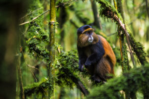 25+ Golden Monkey Facts Most People Do Not Know 25+ Golden Monkey Facts Most People Do Not Know