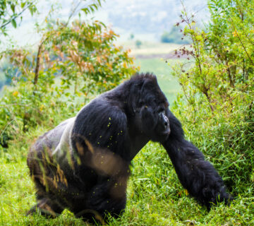 Affordable Gorilla Habituation Tours: How to Experience
