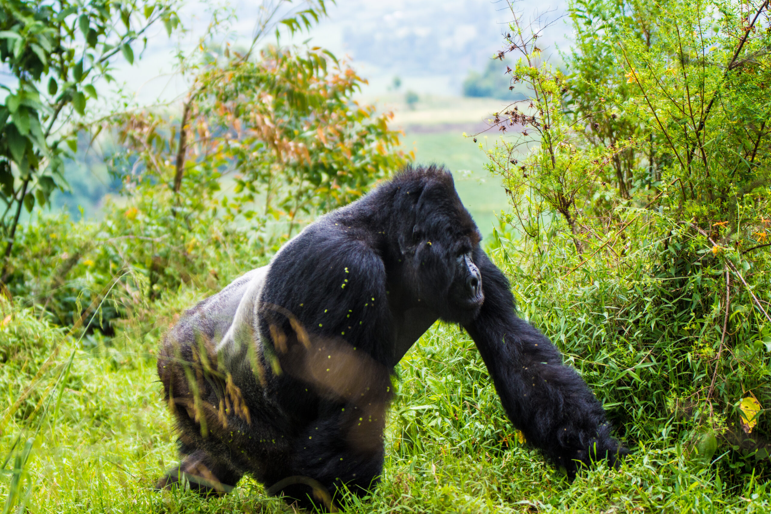 Affordable Gorilla Habituation Tours: How to Experience Affordable Gorilla Habituation Tours: How to Experience