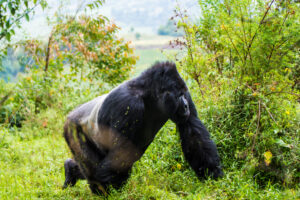 The Science Behind Gorilla Strength: It Is Not What You The Science Behind Gorilla Strength: It Is Not What You
