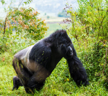 Top Safari Experiences for Gen Z Travelers: The Ultimate