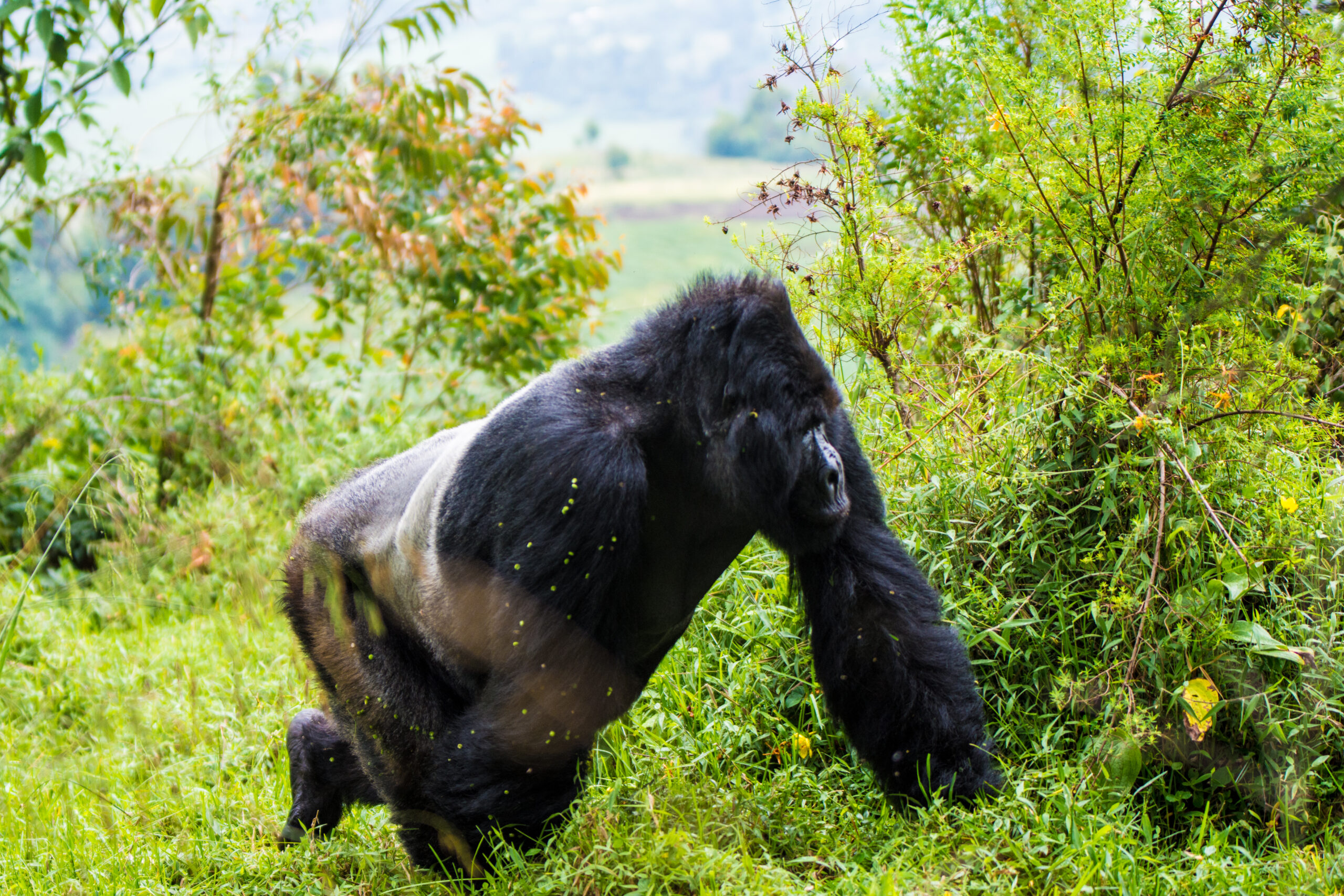 Top Safari Experiences for Gen Z Travelers: The Ultimate Top Safari Experiences for Gen Z Travelers: The Ultimate