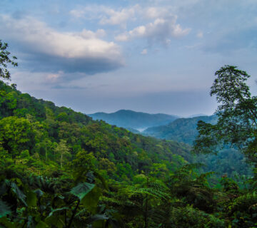 3 Days Volcanoes National Park Itinerary: The Perfect Rwanda