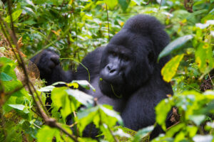 Gorilla Habituation Experience Uganda Booking: The Best Gorilla Habituation Experience Uganda Booking: The Best