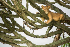 A Guide to Best Places to See Lions in East Africa A Guide to Best Places to See Lions in East Africa