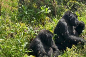 Meet the Gentle Giants: Why Gorillas Are More Human Than