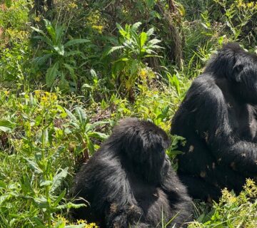 Luxury Gorilla Trekking in Uganda’s Hidden Paradise: