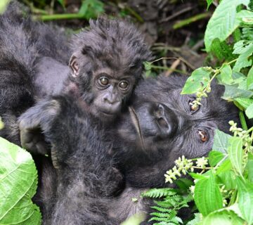 Why Do Gorillas Live Only in Africa? A Complete Guide