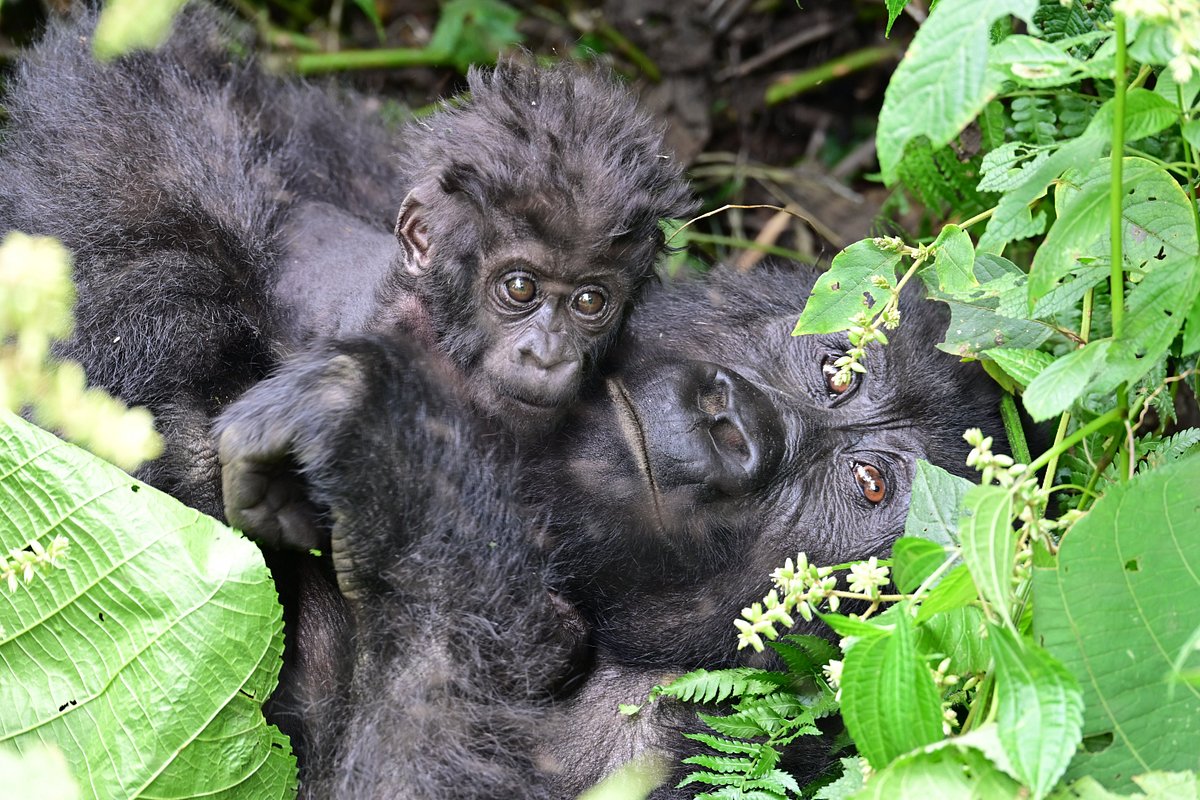10 Gorilla Facts So Incredible That They Sound Fake Why Do Gorillas Live Only in Africa? A Complete Guide