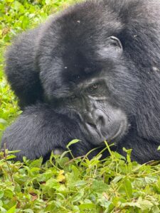 Gorilla Safari in Uganda Gorilla Safari in Uganda