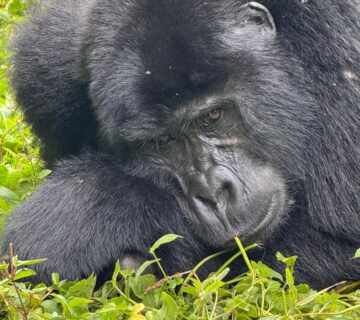 Rare Animals You Can Only See in Uganda