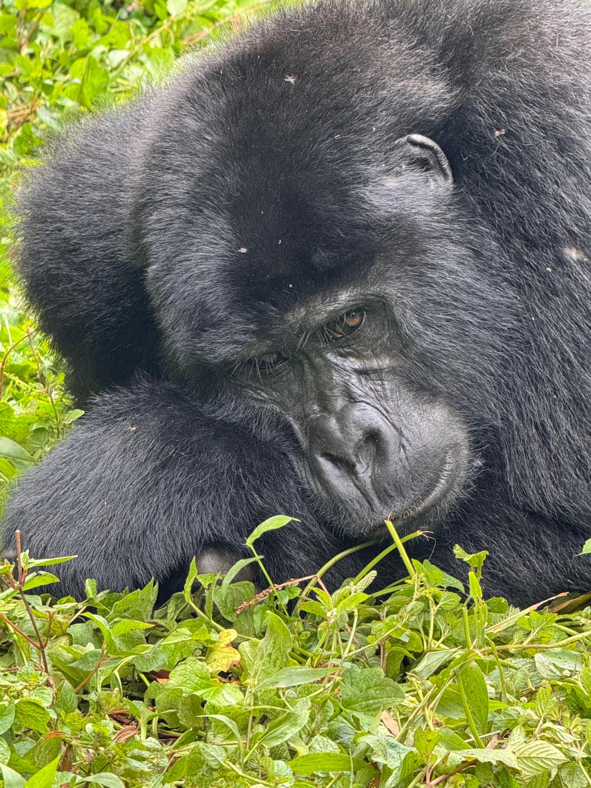 Rare Animals Rare Animals You Can Only See in Uganda