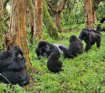 Book Gorilla Trekking Tour: The Ultimate Guide to Luxury