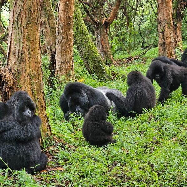 How Gorilla Tourism in Uganda Is Quietly Saving