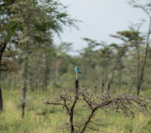 The Acacia Tree’s Deadly Defense Will Shock You: