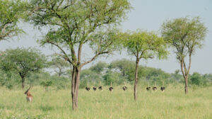Top 15 Wildlife Experiences You Can Only Have in Uganda Top 15 Wildlife Experiences You Can Only Have in Uganda