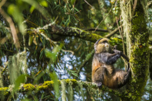 How to Plan the Perfect Rwanda Itinerary: 3- 5- & 7-Day How to Plan the Perfect Rwanda Itinerary: 3- 5- & 7-Day