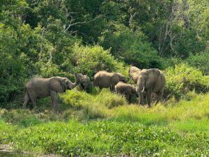 Elephants in Uganda Elephants in Uganda