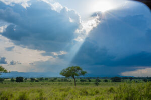 Top Safari Experiences for Adventure Lovers: